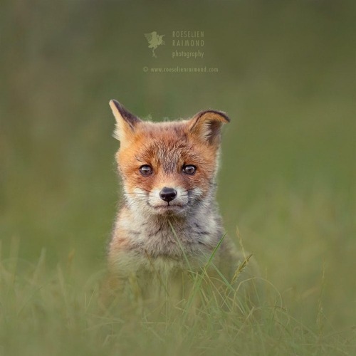 everythingfox:Roeselien Raimond