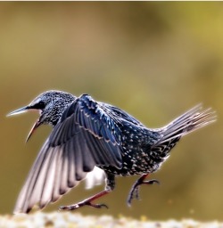 Battle cry (European Starling)