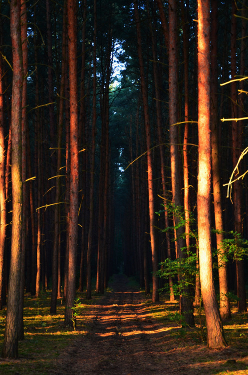 de-preciated:  Forest road (by rosarium04) 