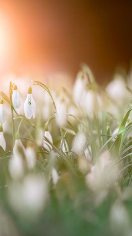 Grass, blur, snowdrop, flowers, 720x1280 wallpaper @wallpapersmug : ift.tt/2FI4itB - i