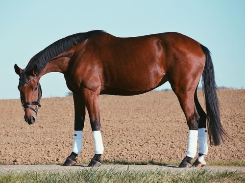  Do you know which breeds this horse ?