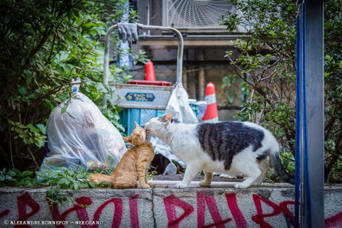 japontotal:  Fotógrafo francés redescubre a los gatos callejeros en Japón El fotógrafo profesional Alexandre Bonnefoy viajó a Japón en busca de “fotografías de fauna urbana”, pero acabó creando una serie de curiosas capturas que muestran a