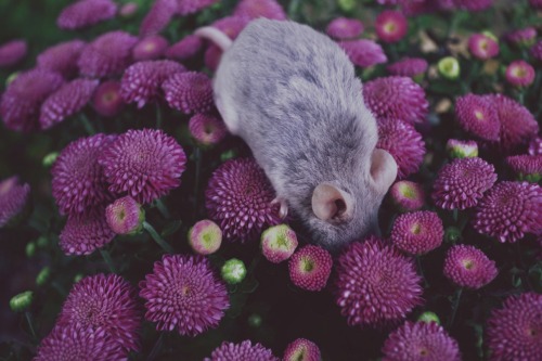 savannamatsonart: Mice in Flowers