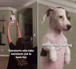 dankmemeuniversity: