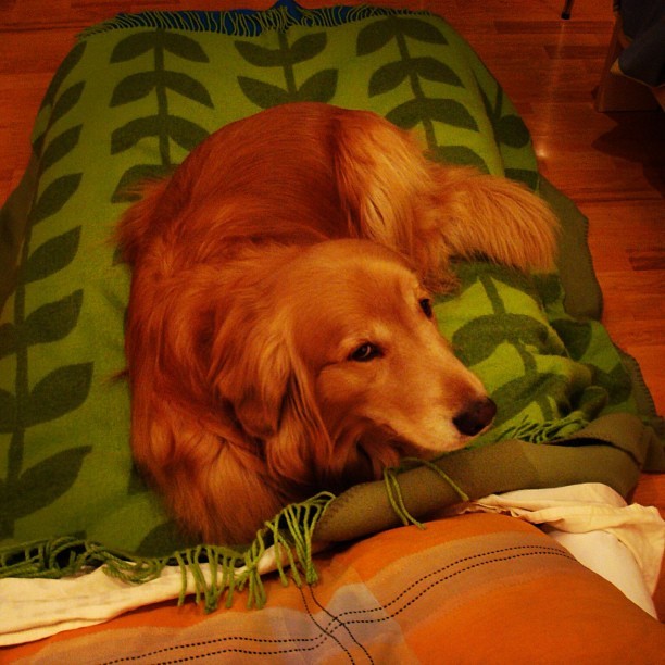 #dog #cachito #bed #cute ! Haciéndose el víctima después de regalarlo por estar