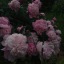 intheflowerfield