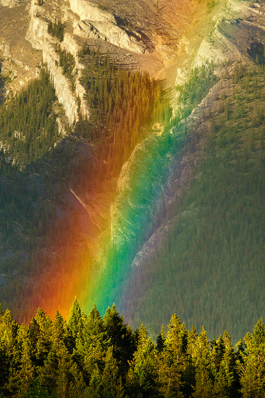 tulipnight:  After the Rain by Christoph Fischer