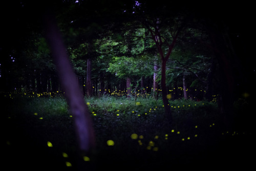 Firefly : HOTARU #1 by mt.moco on Flickr.