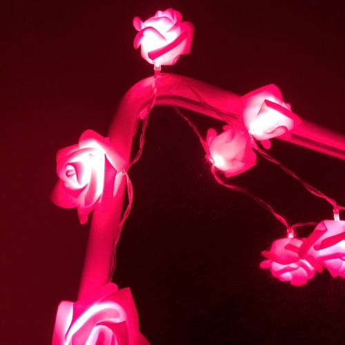 kmaeda:  my new rose lights