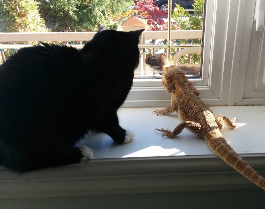 cute-overload:  Whenever a squirrel comes to the windowhttp://cute-overload.tumblr.com