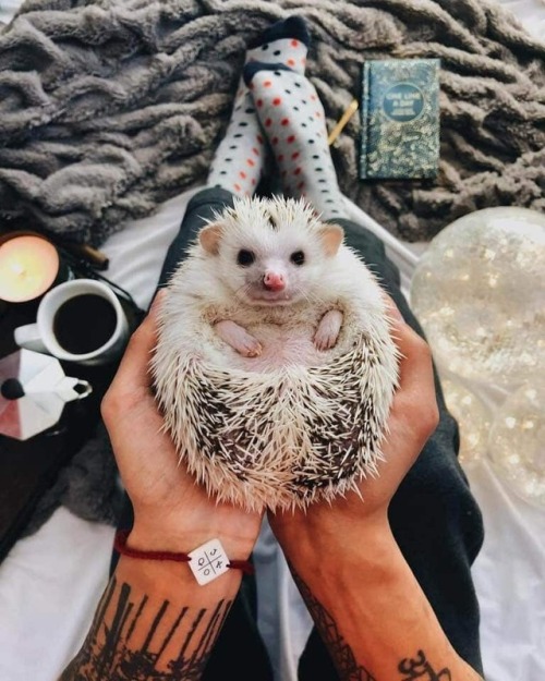 lilprincessshi:I WANNA BABY HEDGIE!!!!! THE GRABBY HANDS ARE SO INTENSE