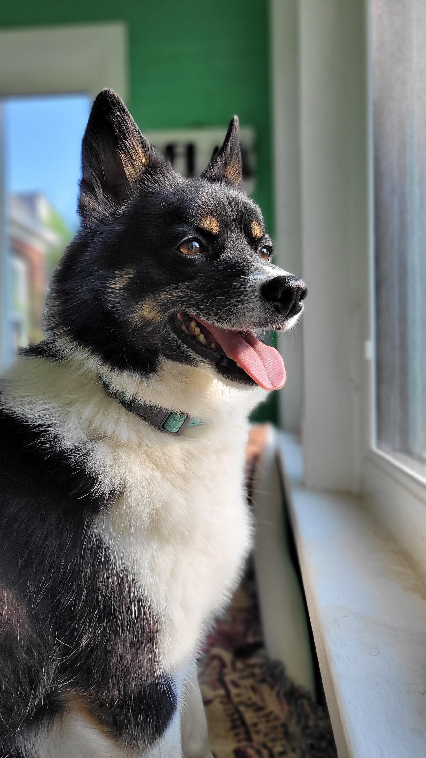 katiiie-lynn:Mornings after work with my babies are my favorite 🥰🐾💖The last shot is hilarious and perfectly captured, Freya mid yawn 🤣🤣🤣👌 Our gorgeous babies 🥰🥰😂 and the perfect shot of Freya