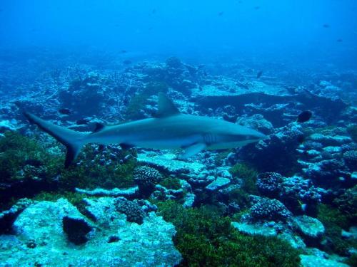 rhamphotheca:Saving the World’s SharksFor many years, shark fin soup has been a popular delicacy at 
