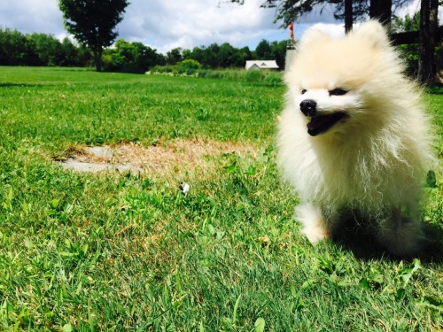 Celebrating national TommyPom day!