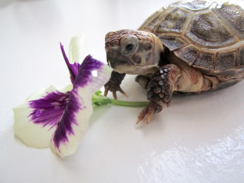 thewhimsyturtle:  November Nostalgia  Back in July, Mommy came across a bunch of pansies while she was out and about.  She picked one just for me!  I was so excited I stuffed my face like there was no tomorrow! 