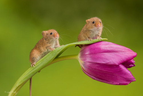 vurtual: Harvest Mouse (Micromys minutus)(by Linda Martin)