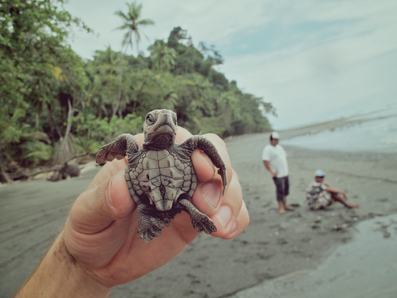 lsleofskye:  Baby TurtlesCredits: 1, 2, 3, 4, 5, 6, 7, 8, 9, 10