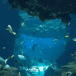 Im Not Sure If You Do Roblox Myths But If You Do Could You An Angeredfish Stimboard With Blue Marine