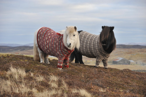 end0skeletal:In case you are sad here are some animals wearing sweaters.