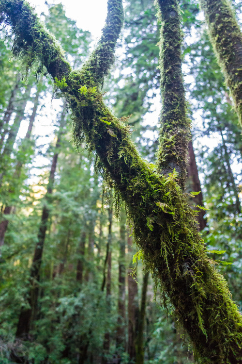 Mossy Tree by David Hanwell