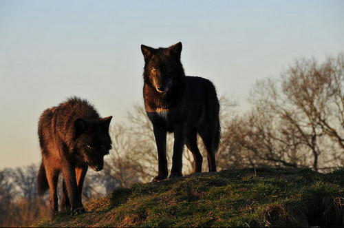 Porn Pics sisterofthewolves:  Juvenile North American