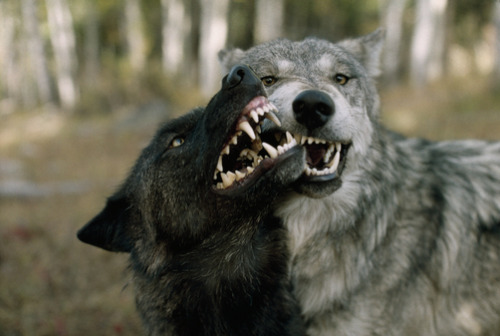 petitloupbete: Credit: Jim and Jamie Dutcher  “Jaw sparring among gray wolves can be both play and dominance.” 