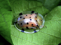 sixpenceee:  This tortoise beetle resembles a transparent ladybug. (Source)