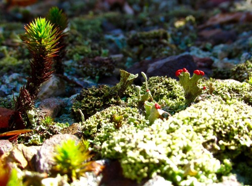 Forest-y things: Cladonia sp. and Lycopodium obscurum,