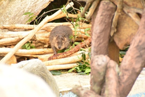 I love otters the most but beavers are pretty darn cute as well (and I can’t believe I’v