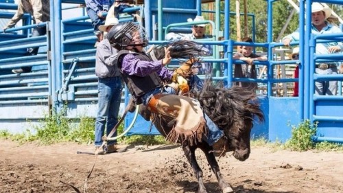 equine-awareness:  New Trend of Using Mini Horses in Junior Rodeos A concerning trend is developing 