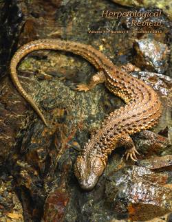 reptilesrevolution:  Lanthanotus borneensis