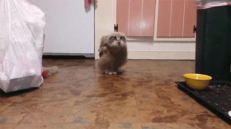 sizvideos:  Watch this funny owl walking   This isn’t funny. This is slightly terrifying