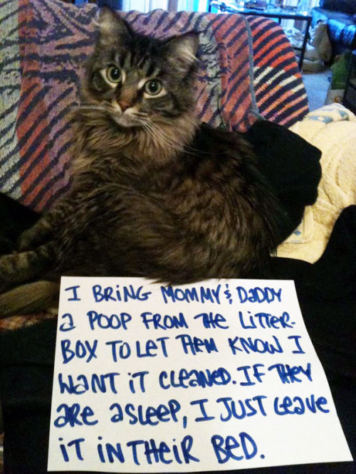 letslivlavlaf:Guilty Cats Confessing For Their Crimes