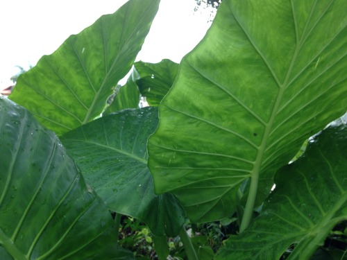 yayplants: they’re growing back!!