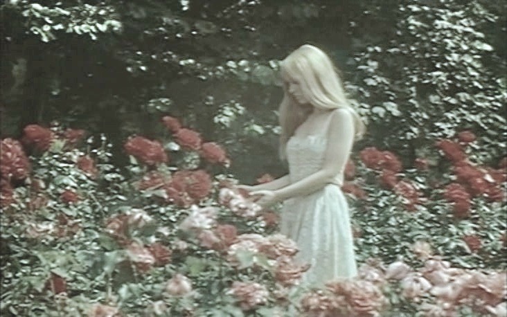 Scarlet Moonlight Rose on Tumblr