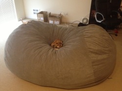 awwww-cute:  Got myself a bean bag couch. The dog thinks he has a new throne 