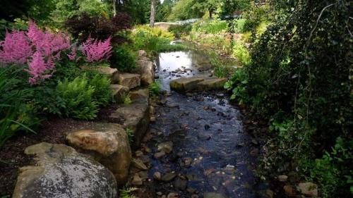 Streaming it at RHS Harlow Carr, North Yorkshire. England.