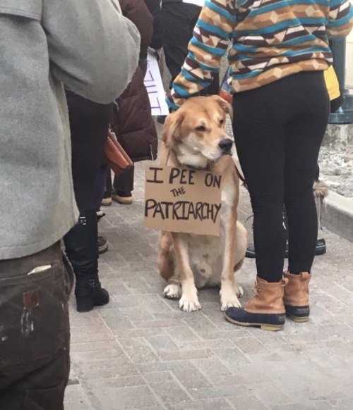 seedy:  a collection of protesting puppers adult photos