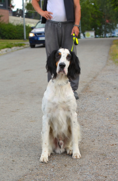 Fredi, 4 year old English setter from the city of Tampere“He’s afraid of cows.”