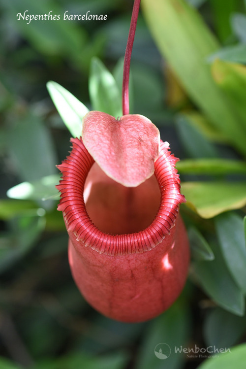 wenbochenphoto:Nepenthes barcelonae. This species was only discovered in 2014, in the Aurora Provinc