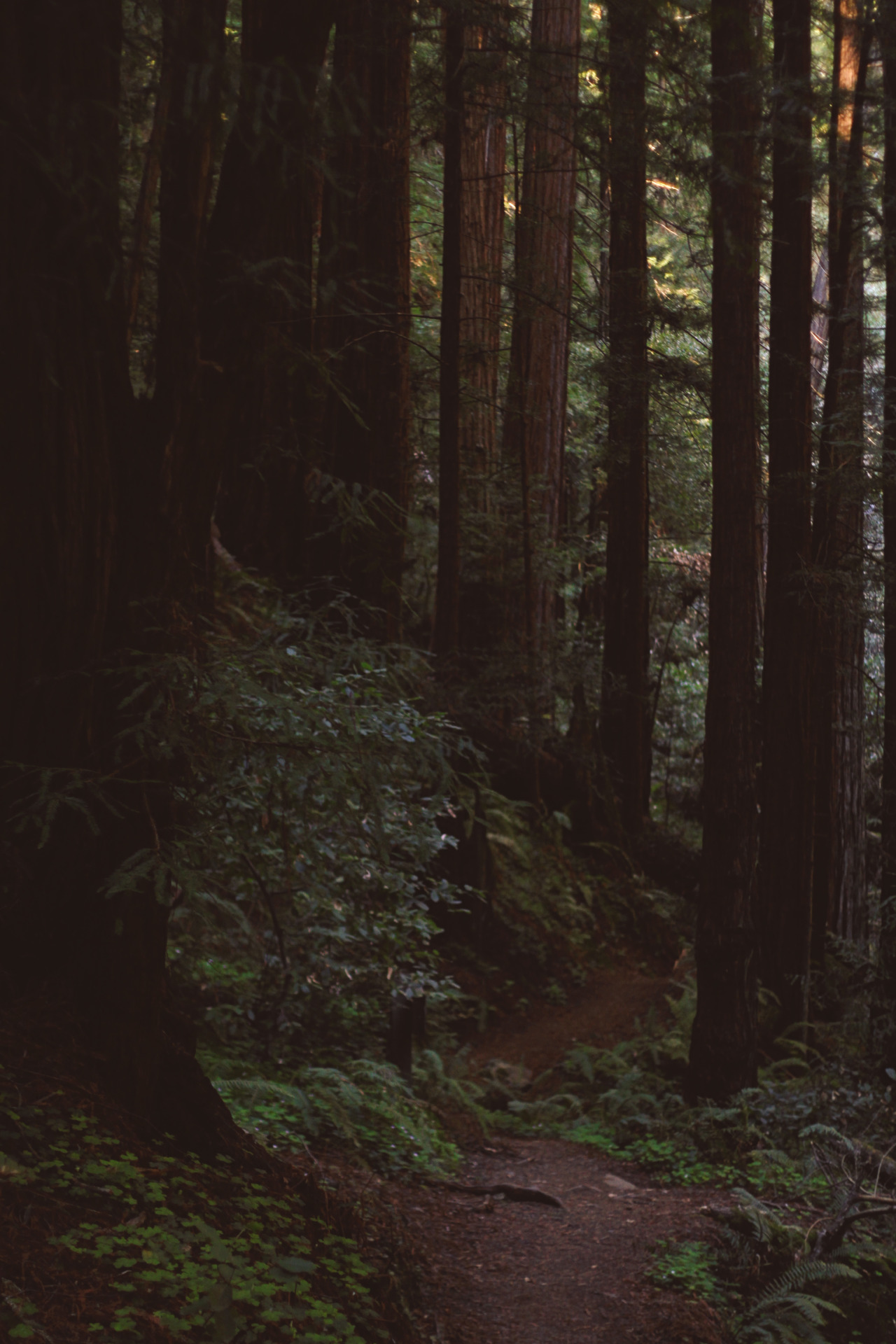 predictablytypical:  Redwood forest 