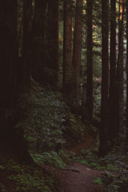 predictablytypical:  Redwood forest 