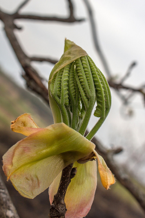 microcosmicobservations: Soft unfurling of a fern, oak, and shagbark hickory. Facebook | YouTube | K