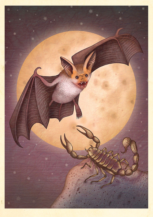 BATS! A series of illustrations created for the Earth Touch / Smithsonian Channel documentary CRAZY 