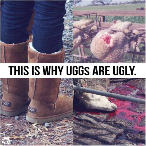 justanotherfoolishlovesong: kathtea: earthschild: greenvegansara: peta2: Sheep used for wool are CAS