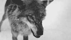 Angry#wolf
