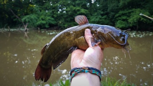 Muddy water = Bullheads