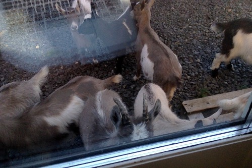 i tried to sneak back to my cabin without the baby goats noticing i left and when i looked out the d