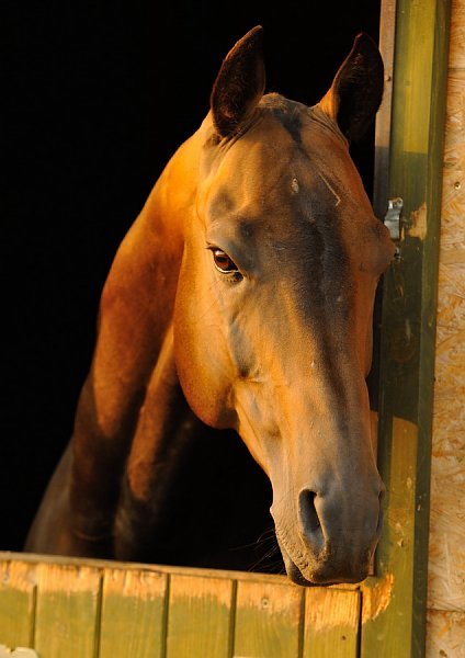 scarlettjane22: Akhal Teke  Stallion Esugeibatyrwww.tekehorse.com