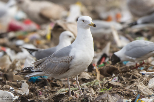 Caspian Gull (Larus cachinnans) >>by Boris Belchev (1|2)